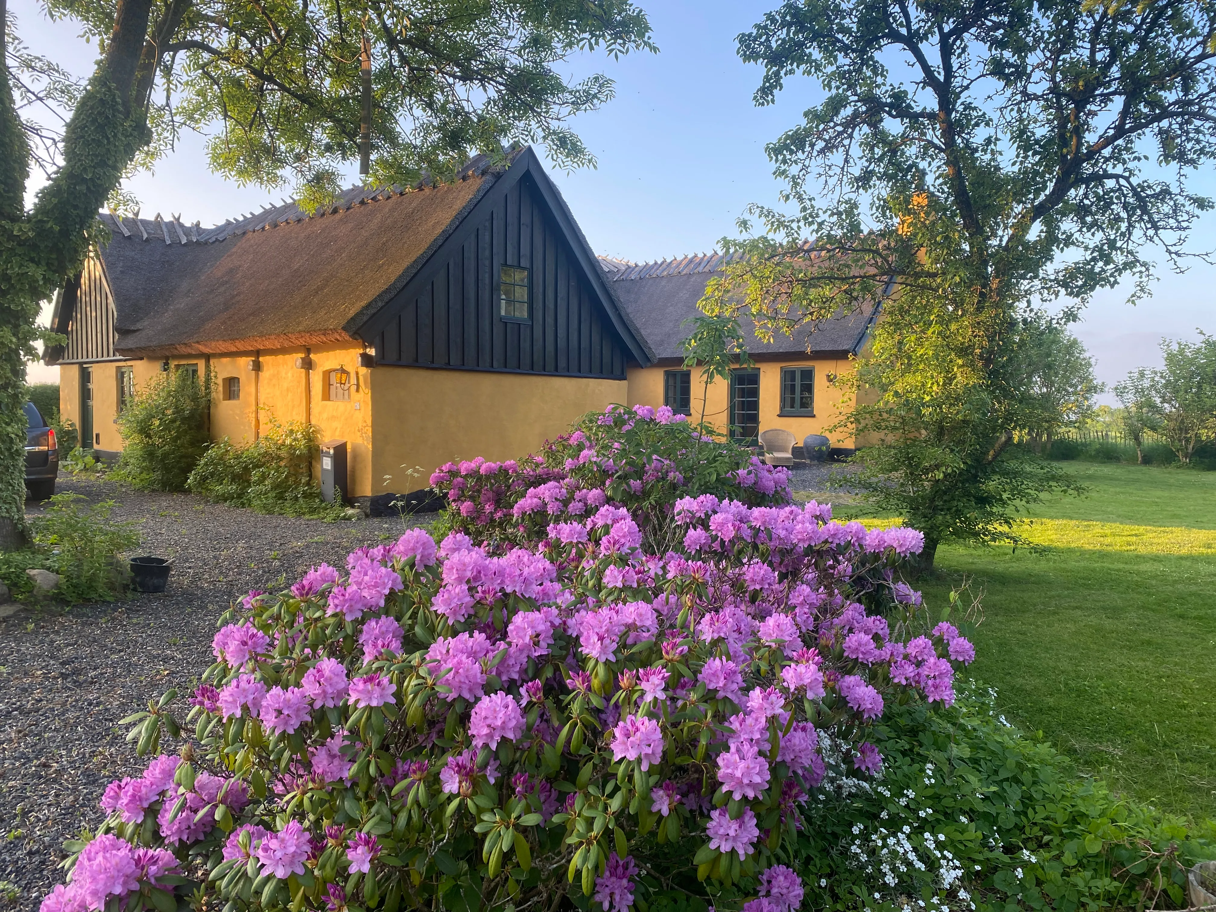 Huset om sommeren med rhododendron og stråtag